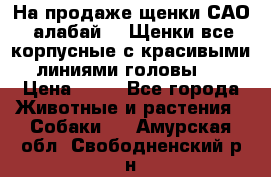 На продаже щенки САО (алабай ). Щенки все корпусные с красивыми линиями головы . › Цена ­ 30 - Все города Животные и растения » Собаки   . Амурская обл.,Свободненский р-н